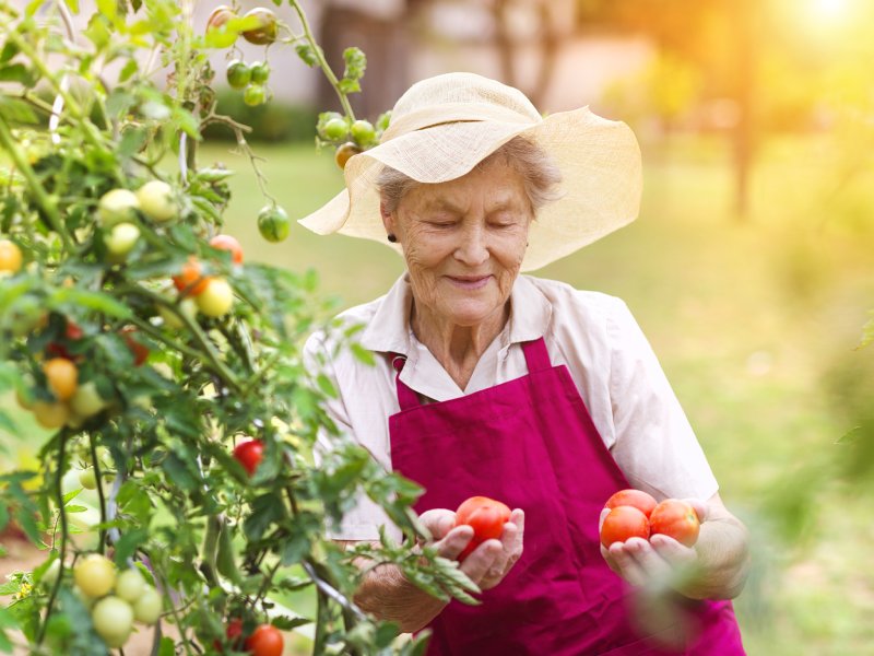 Senior woman in her garden harvesting tomatoes